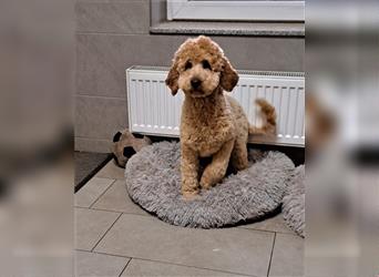 Goldendoodle F1b in Medium