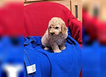 Goldendoodle F1b in Medium