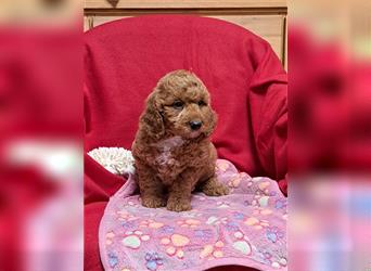 Goldendoodle F1b in Medium