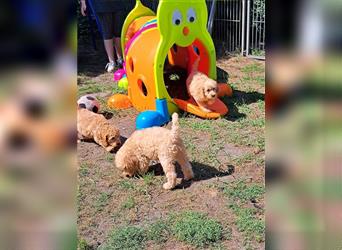 Goldendoodle F1b in Medium