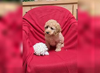 Goldendoodle F1b in Medium