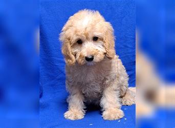 Goldendoodle F1b in Medium