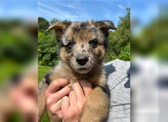 Schäferhund Australian Shepherd Mischlings Rüden 9 Wochen Welpen