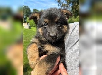 Schäferhund Australian Shepherd Mischlings Rüden 9 Wochen Welpen