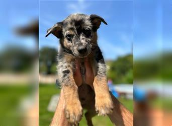 Schäferhund Australian Shepherd Mischlings Rüden 9 Wochen Welpen