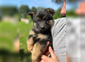 Schäferhund Australian Shepherd Mischlings Rüden 9 Wochen Welpen