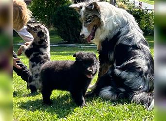 Schäferhund Australian Shepherd Mischlings Rüden 9 Wochen Welpen