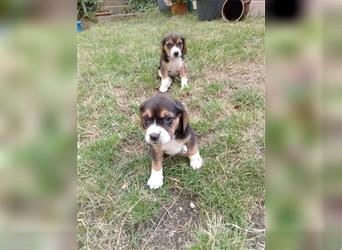 Reinrassige  zuckersüße Beaglewelpen