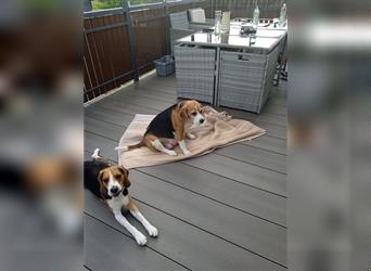 Reinrassige  zuckersüße Beaglewelpen