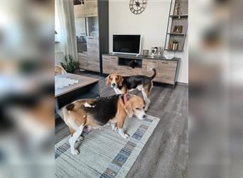 Reinrassige  zuckersüße Beaglewelpen