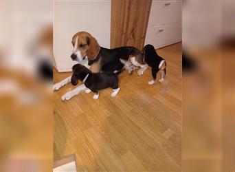 Reinrassige  zuckersüße Beaglewelpen