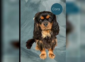 Cavapoo Welpen am 12.09. geboren