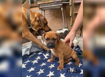 Rhodesian Ridgeback-Mischlinge abzugeben