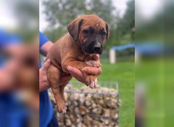 Rhodesian Ridgeback-Mischlinge abzugeben