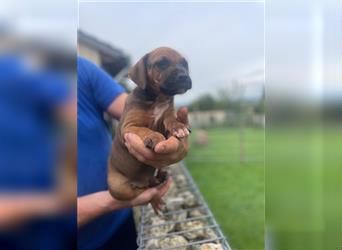 Rhodesian Ridgeback-Mischlinge abzugeben