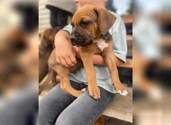 Rhodesian Ridgeback-Mischlinge abzugeben