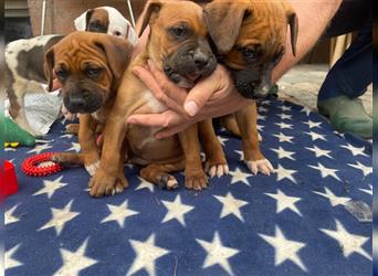 Rhodesian Ridgeback-Mischlinge abzugeben