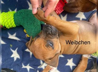 Rhodesian Ridgeback-Mischlinge abzugeben