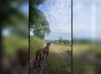 Rhodesian Ridgeback-Mischlinge abzugeben