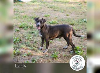 Lady: Sucht ein Zuhause