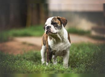 Englische Bulldogge (alternativ)