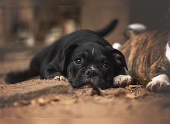 Englische Bulldogge (alternativ)