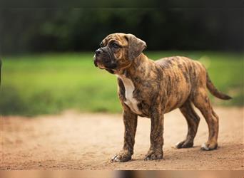 Englische Bulldogge (alternativ)