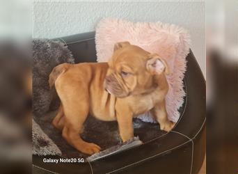 Englisch Bulldogge Welpen können Ausziehen