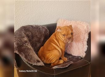 Englisch Bulldogge Welpen können Ausziehen