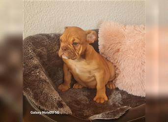 Englisch Bulldogge Welpen können Ausziehen