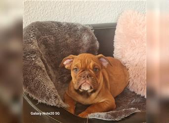 Englisch Bulldogge Welpen können Ausziehen