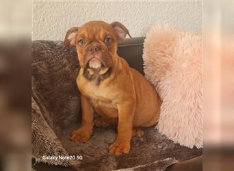 Englisch Bulldogge Welpen können Ausziehen