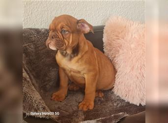 Englisch Bulldogge Welpen können Ausziehen