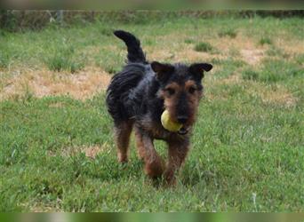 Tequila - Aktiver, freundlicher Terrier-Mix