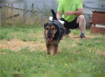 Tequila - Aktiver, freundlicher Terrier-Mix