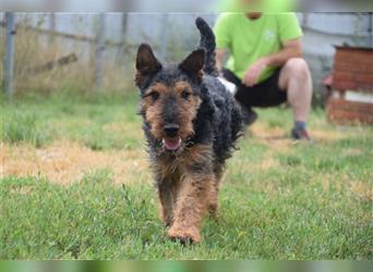 Tequila - Aktiver, freundlicher Terrier-Mix