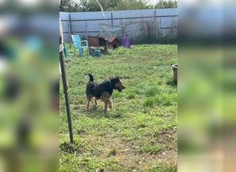 Tequila - Aktiver, freundlicher Terrier-Mix