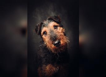 Tequila - Aktiver, freundlicher Terrier-Mix