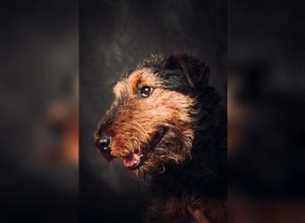 Tequila - Aktiver, freundlicher Terrier-Mix