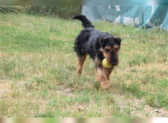 Tequila - Aktiver, freundlicher Terrier-Mix