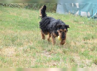 Tequila - Aktiver, freundlicher Terrier-Mix