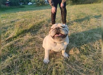 Sonata, Englische Bulldogge