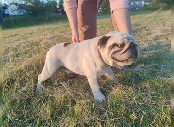 Grom, Englische Bulldogge