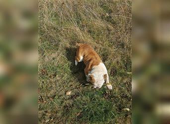 Matrix, Englische Bulldogge