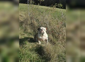 Matrix, Englische Bulldogge