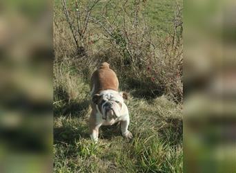 Matrix, Englische Bulldogge