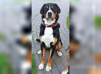 Hurra, ich darf ausziehen Große Schweizer Sennenhund Welpen