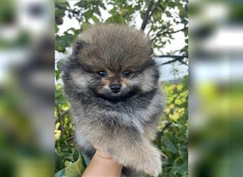 Pomeranian Zwergspitz Welpen