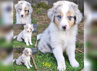 Welpen- Golden Retriever- Collie- Aussie- Rüde- Hündin- wir dürfen Ausziehen