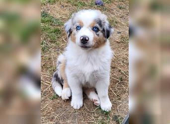 Welpen- Golden Retriever- Collie- Aussie- Rüde- Hündin- wir dürfen Ausziehen